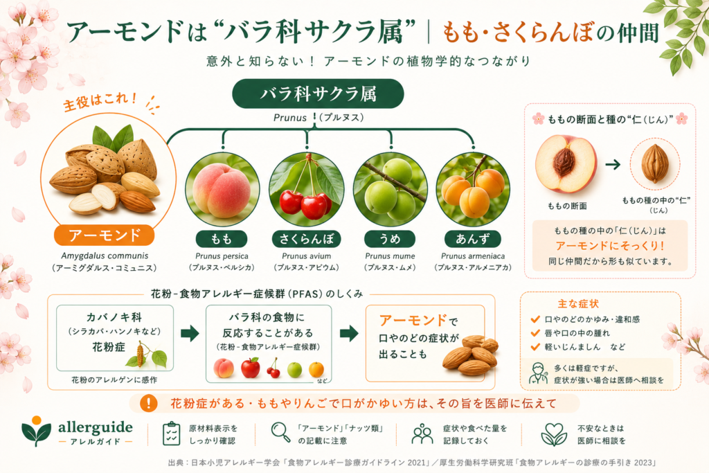 アーモンドがバラ科サクラ属であることを示す図