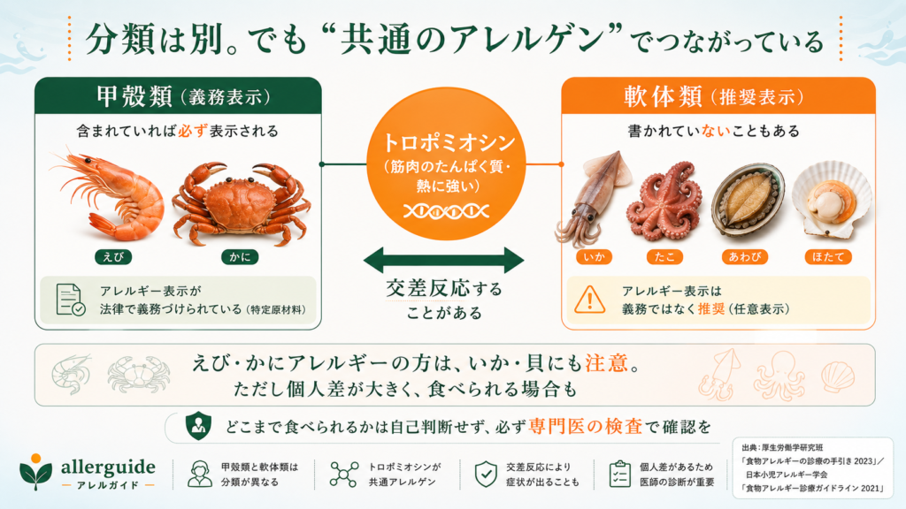 甲殻類と軟体類が共通アレルゲンのトロポミオシンでつながることを示す交差反応の図