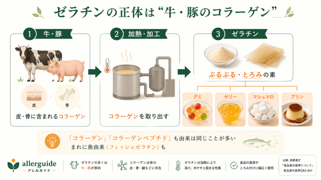 ゼラチンが牛・豚のコラーゲン由来であることを示す図